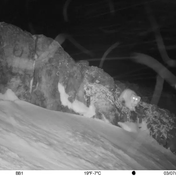 A photograph of Otocolobus manul manul from Aktas-Kunkora [new] camera trap