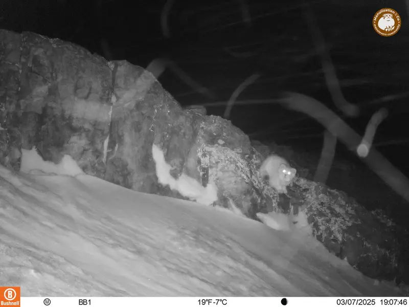 A photograph of Otocolobus manul manul from Aktas-Kunkora camera trap