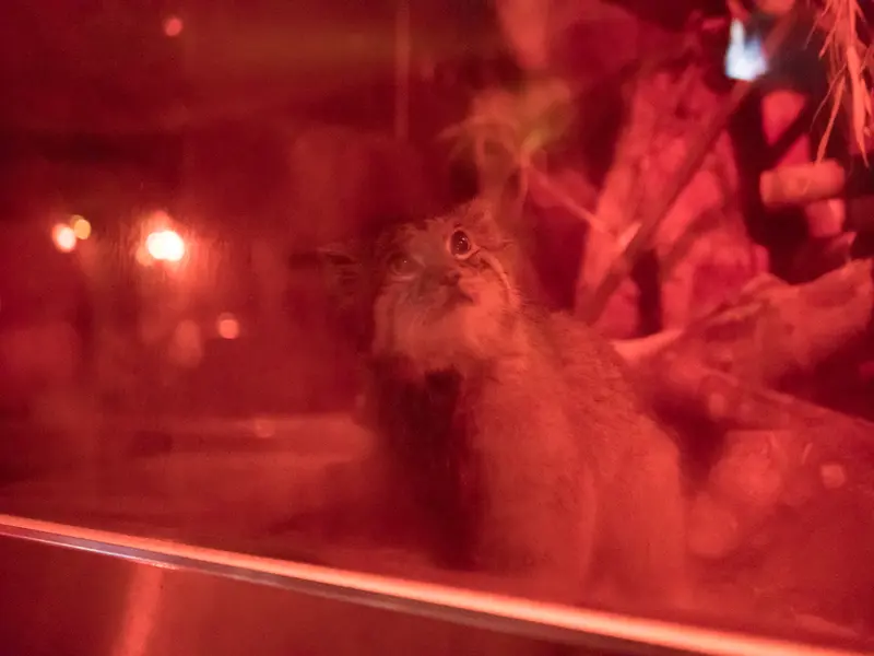 A photograph of Naim in Ueno Zoological Gardens