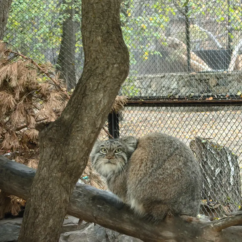 A photograph of Snezhinka in Novosibirsk Zoo