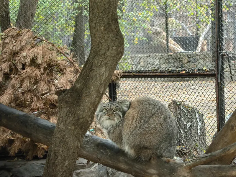 A photograph of Snezhinka in Novosibirsk Zoo
