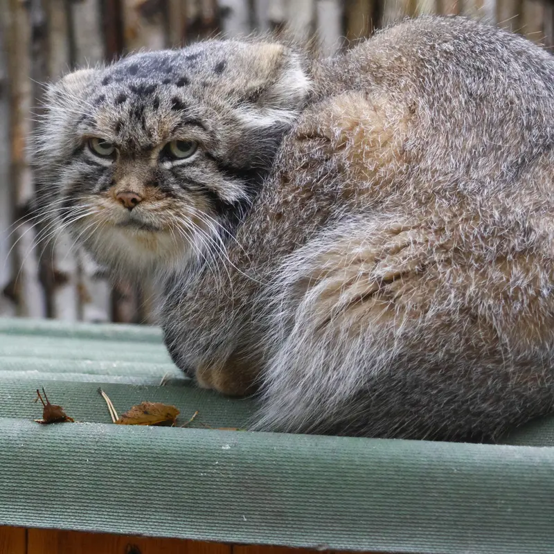 A photograph of George in Novosibirsk Zoo