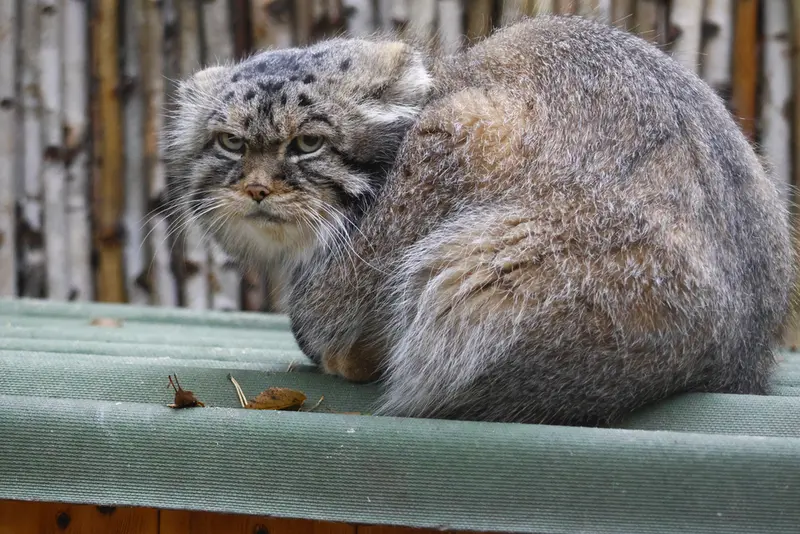 A photograph of George in Novosibirsk Zoo