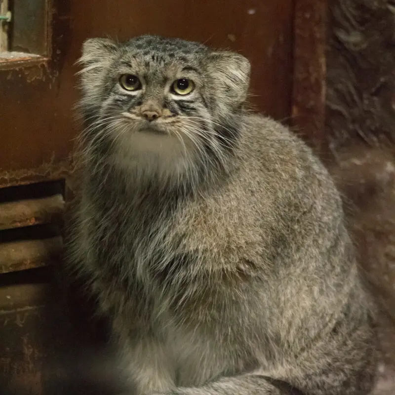 A photograph of Shafran in Ueno Zoological Gardens