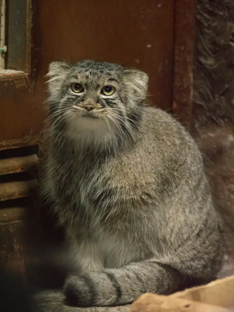 A photograph of Shafran in Ueno Zoological Gardens