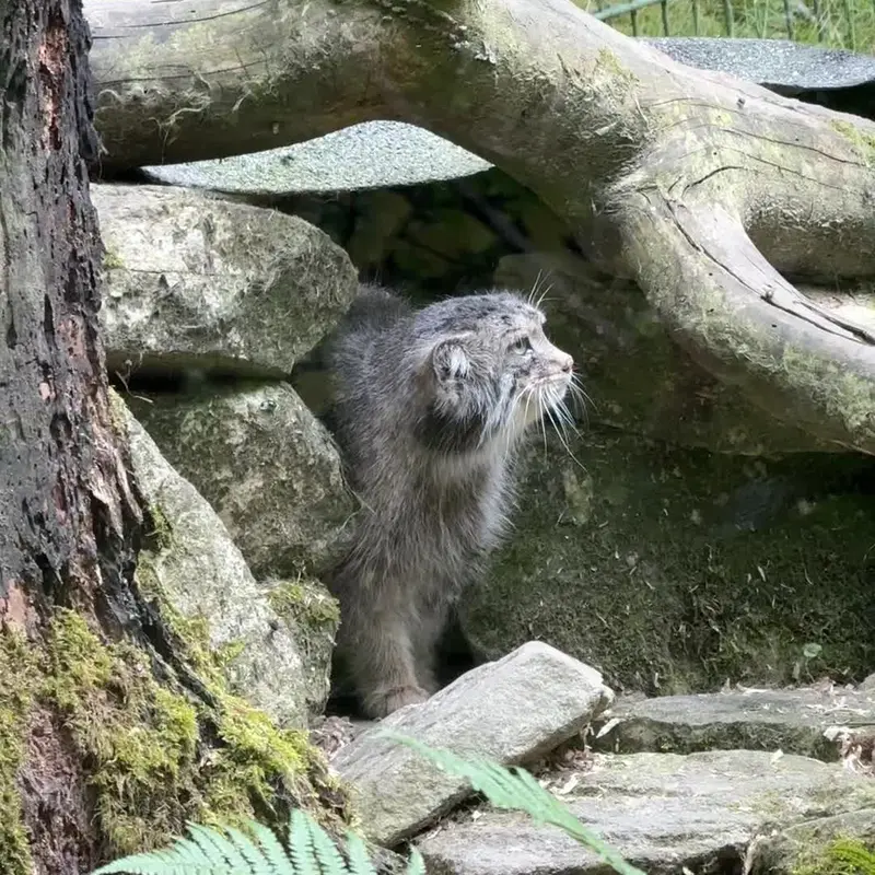 A photograph of a Pallas's cat in Opel Zoo