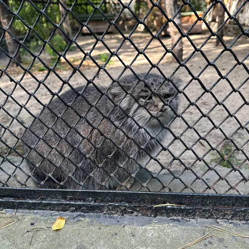 A photograph of Mia in Novosibirsk Zoo