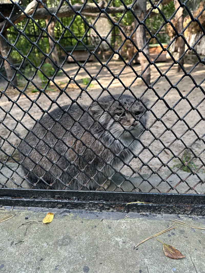A photograph of Mia in Novosibirsk Zoo