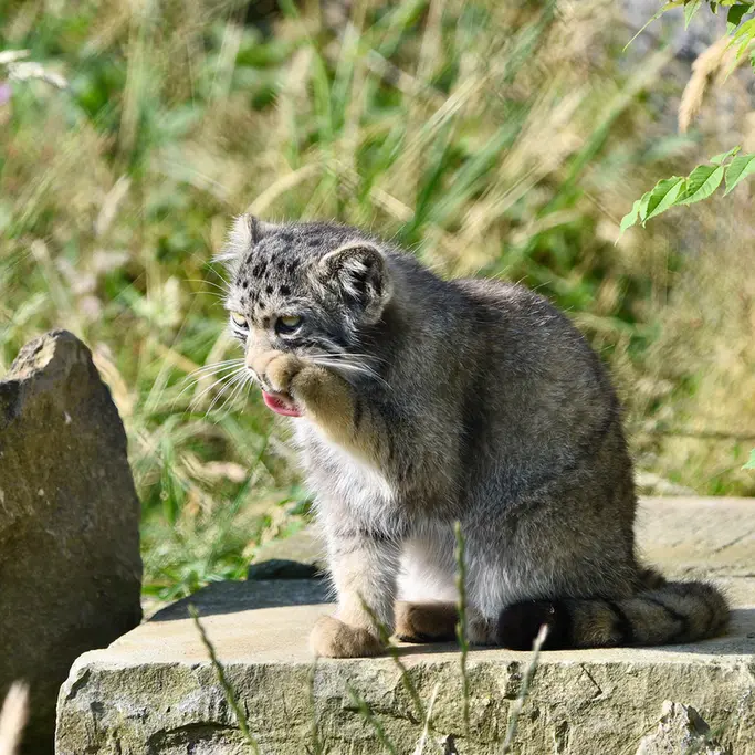 A photograph of a Pallas's cat in Port Lympne Wild Animal Park