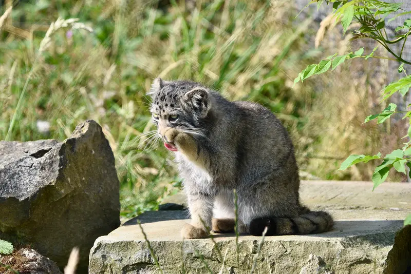 A photograph of a Pallas's cat in Port Lympne Wild Animal Park