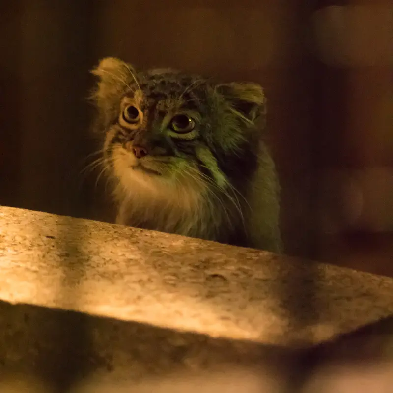 A photograph of Figa in Nogeyama Zoo