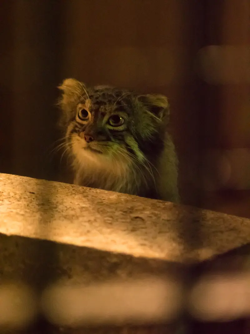 A photograph of Figa in Nogeyama Zoo