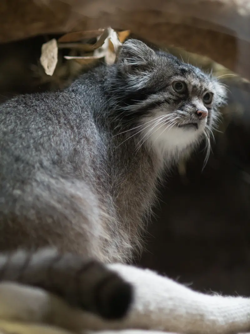 A photograph of Klyon in Ueno Zoological Gardens