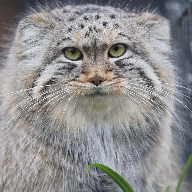 A photograph of Pomponnette in Lille Zoo