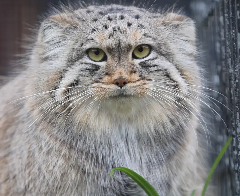 A photograph of Pomponnette in Lille Zoo