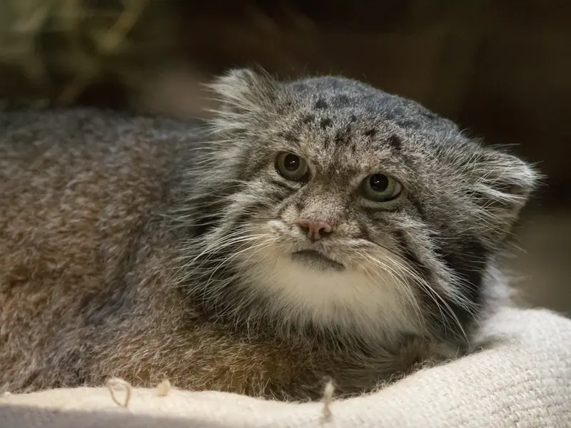 A photograph of Klyon in Ueno Zoological Gardens