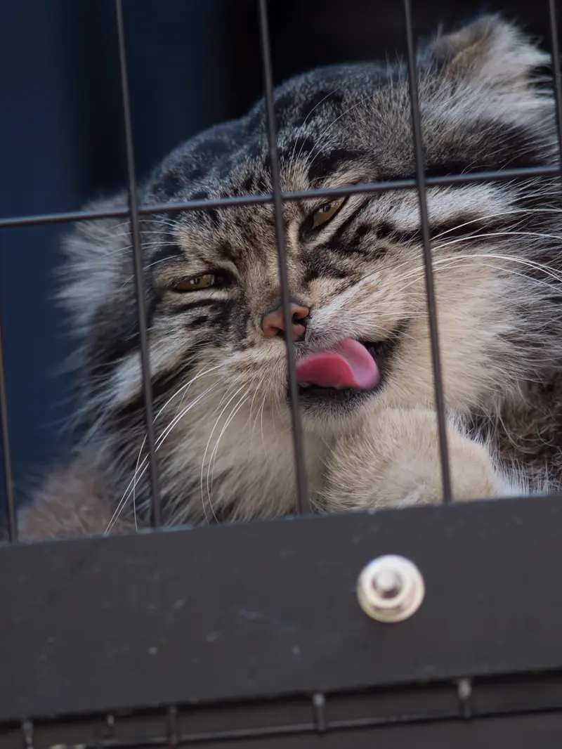 A photograph of Grusha in Asahiyama Zoo