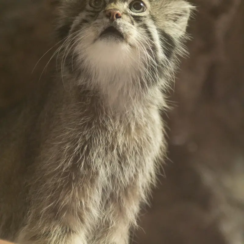 A photograph of Klyon in Ueno Zoological Gardens