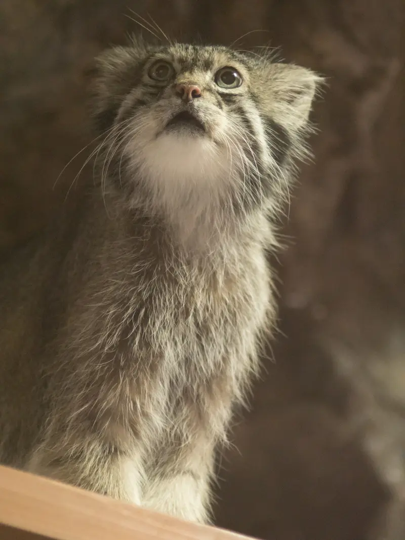 A photograph of Klyon in Ueno Zoological Gardens