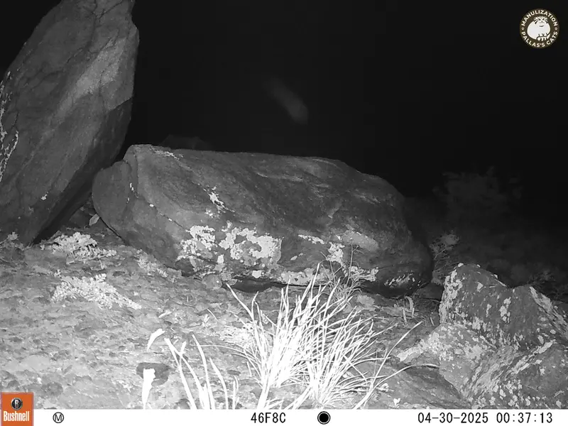 A photograph of Flat-headed vole from Koshkar camera trap