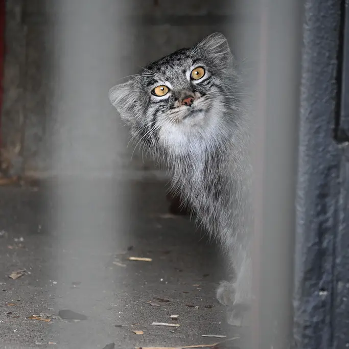 A photograph of Mei in Gokatsuraike Animal Park