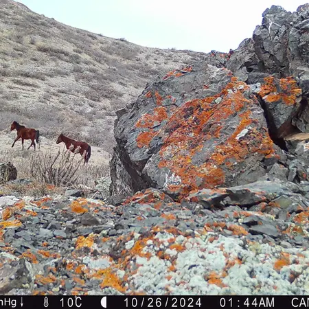A photograph of Horse from Zhilandy camera trap