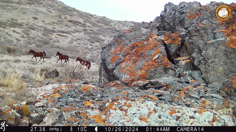 A photograph of Horse from Zhilandy camera trap