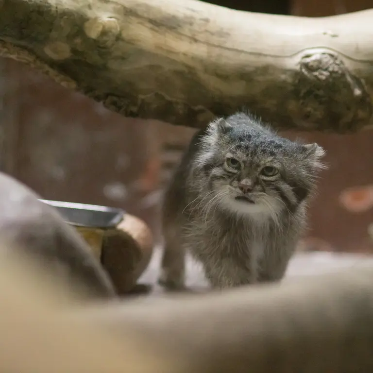 A photograph of Klyon in Ueno Zoological Gardens