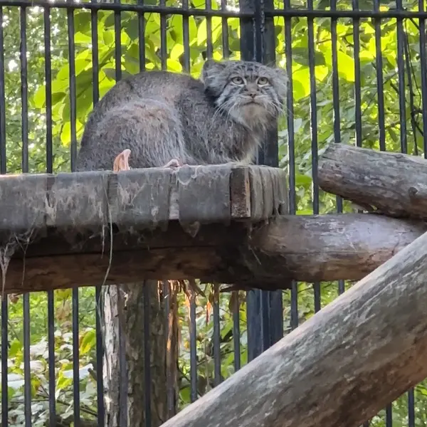 A photograph of a Pallas's cat in Novosibirsk Zoo