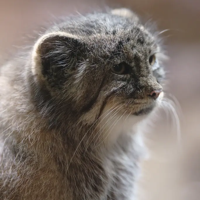 A photograph of Primula in Ueno Zoological Gardens