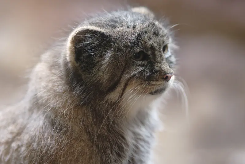 A photograph of Primula in Ueno Zoological Gardens