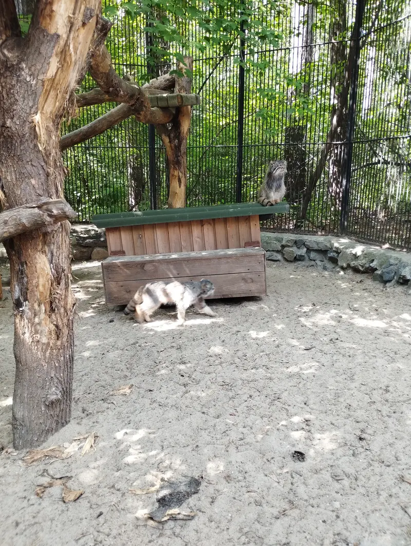 A photograph of a Pallas's cat in Novosibirsk Zoo