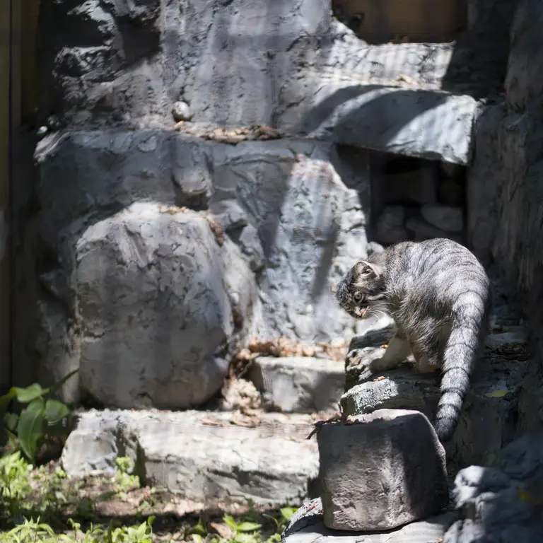 A photograph of Hide in Asahiyama Zoo