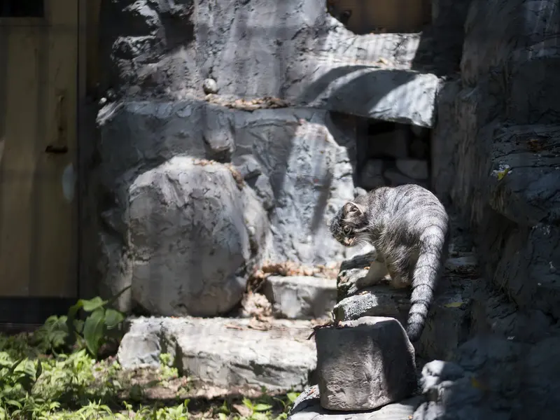 A photograph of Hide in Asahiyama Zoo