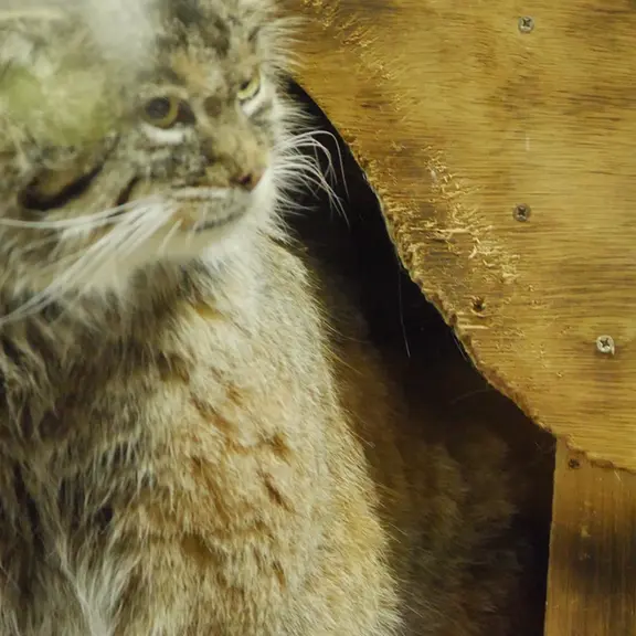 A photograph of a Pallas's cat in Ueno Zoological Gardens