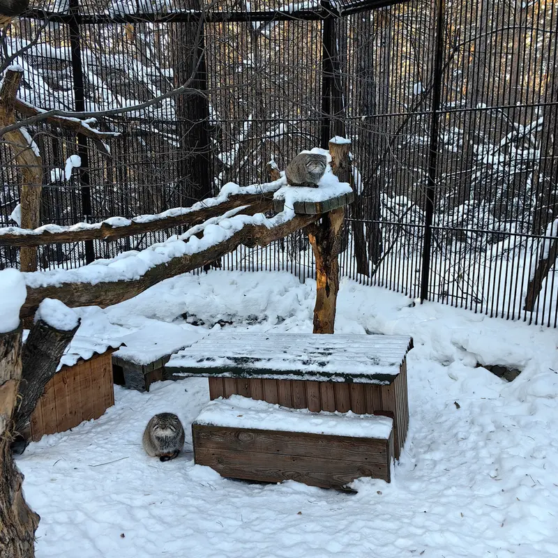 A photograph of Son of Eve 2024 Ⅱ in Novosibirsk Zoo