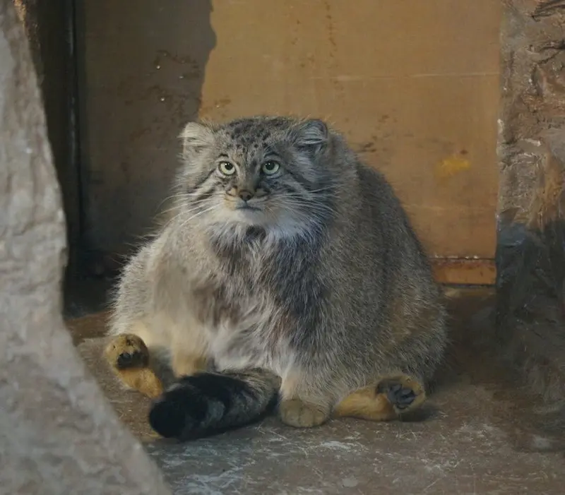 A photograph of a Pallas's cat