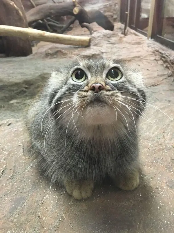 A photograph of a Pallas's cat