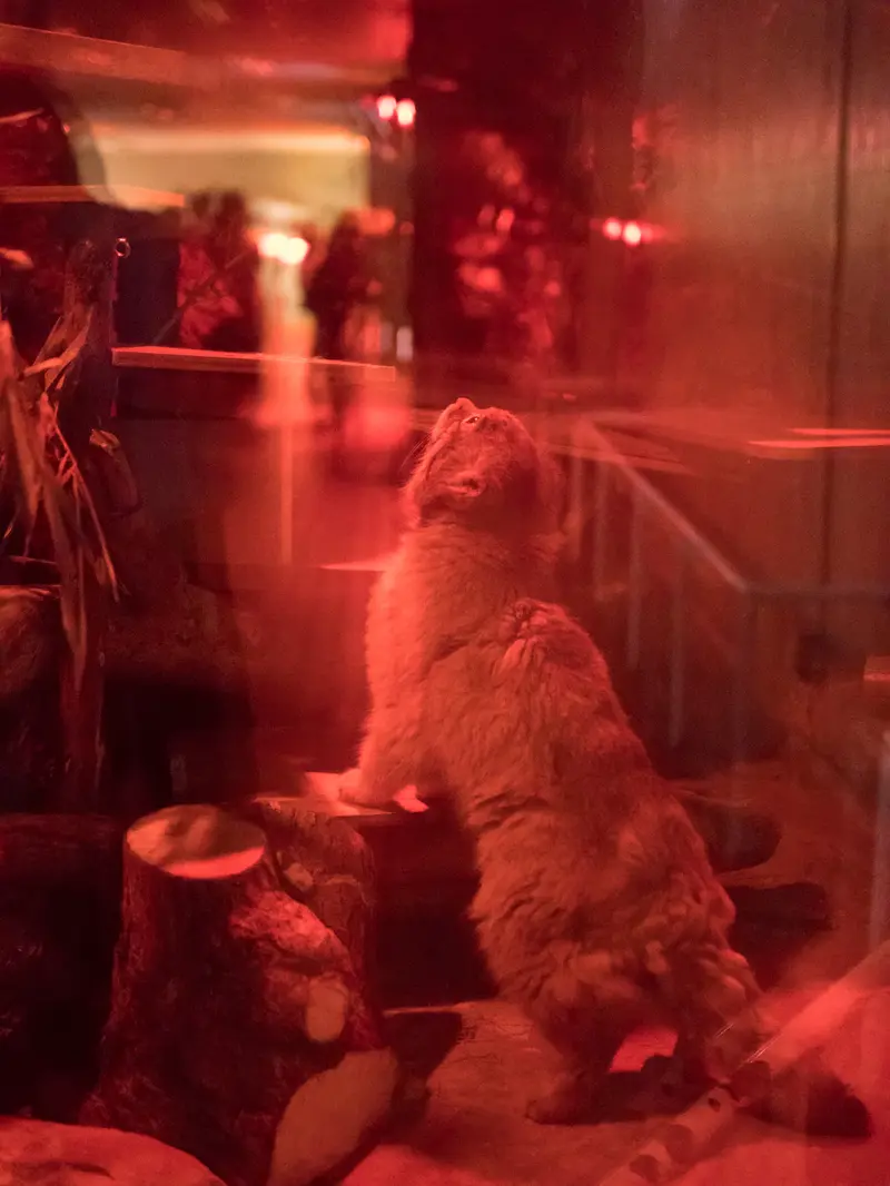 A photograph of Naim in Ueno Zoological Gardens