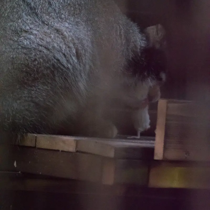 A photograph of Figa in Nogeyama Zoo