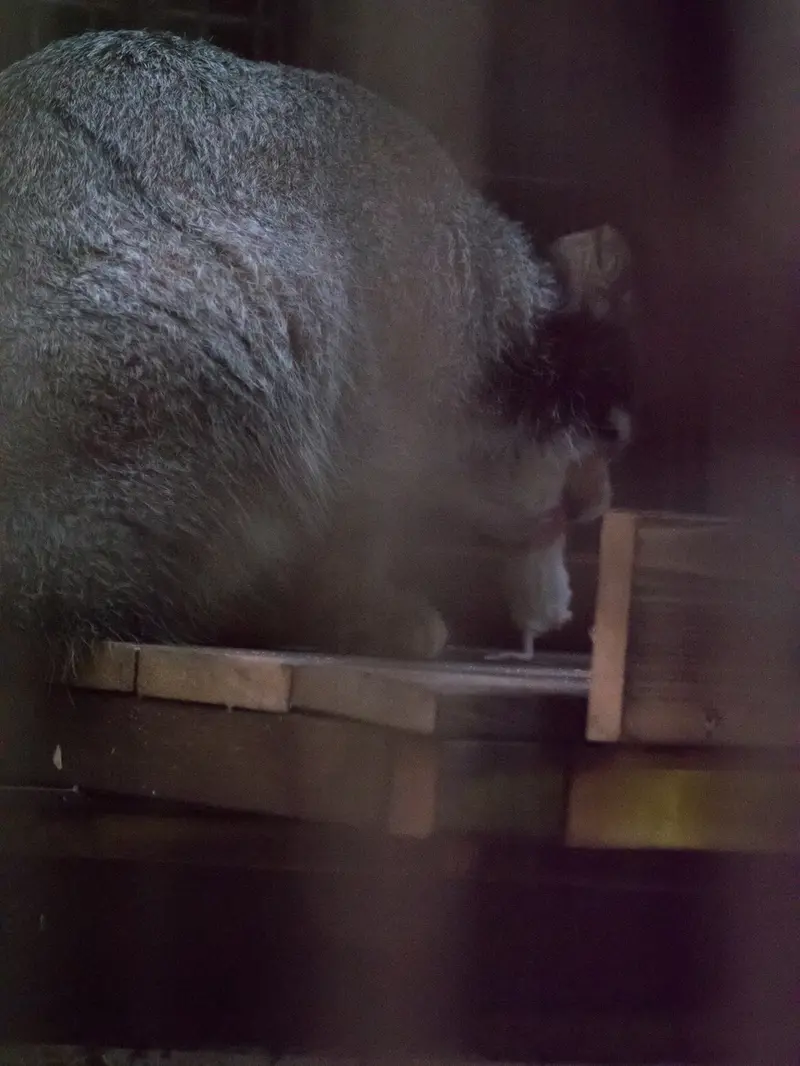 A photograph of Figa in Nogeyama Zoo