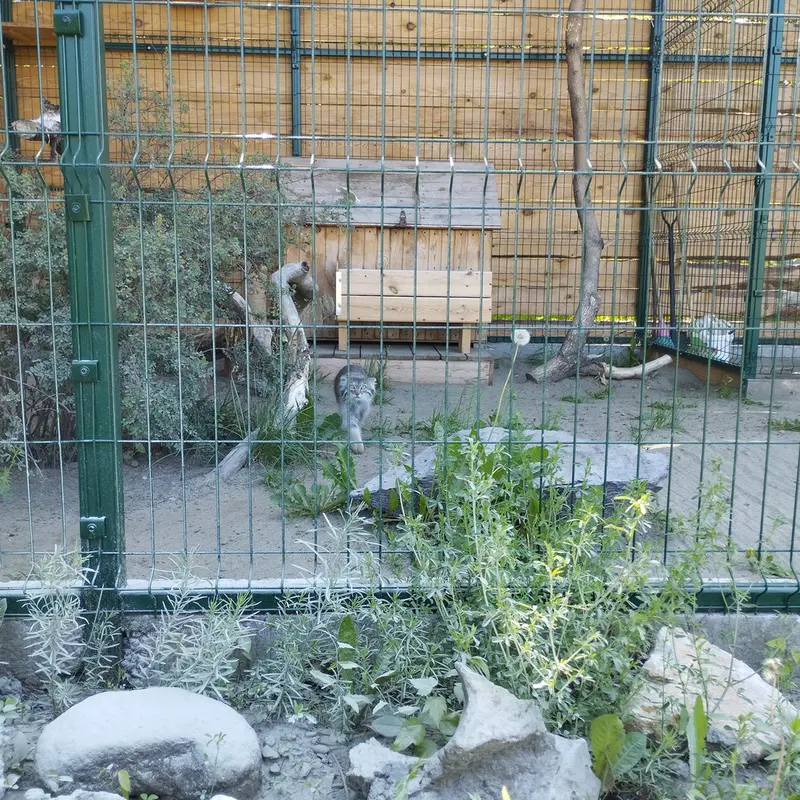 A photograph of Pepe in Barnaul zoo “Lesnaya skazka”