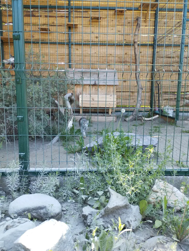 A photograph of Pepe in Barnaul zoo “Lesnaya skazka”