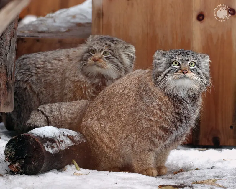 Bandit’s fluffy bride is the beautiful Brusnichka (Grustinka)!