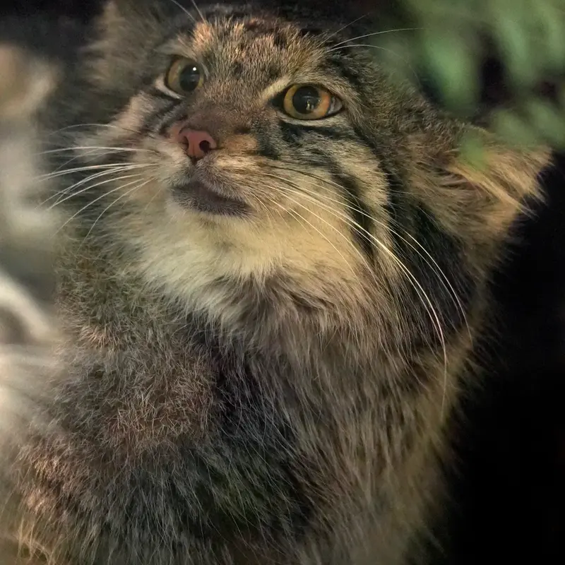 A photograph of Oto in Kobe Animal Kingdom