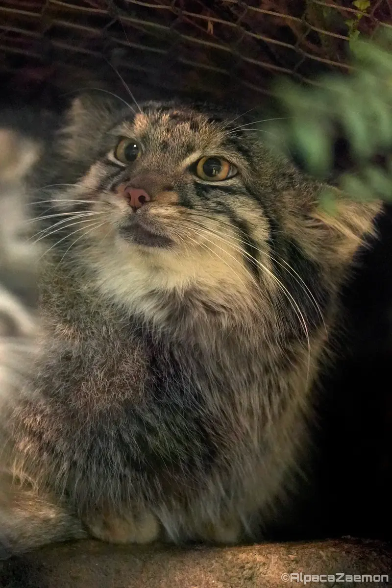 A photograph of Oto in Kobe Animal Kingdom