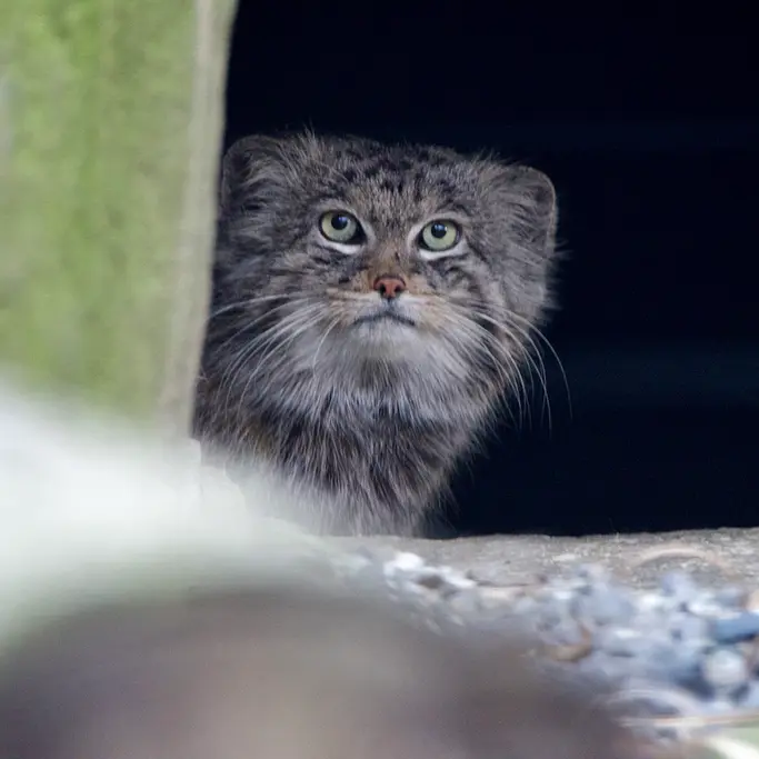 A photograph of Pluton in Ostrava Zoo