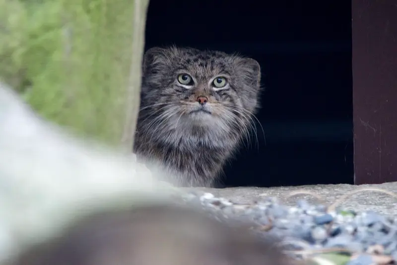 A photograph of Pluton in Ostrava Zoo