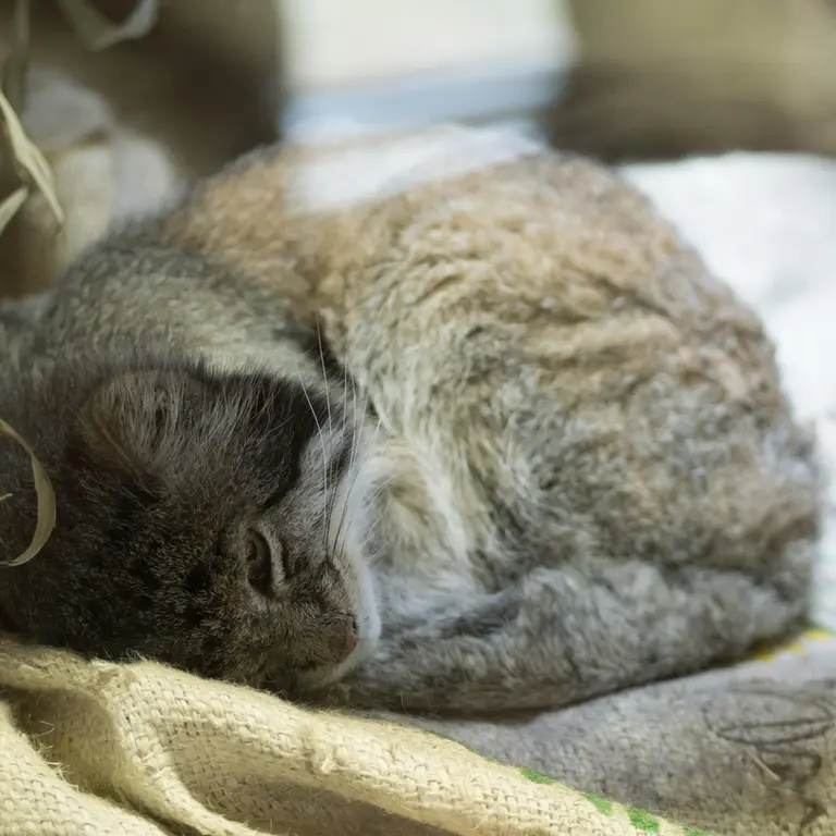 A photograph of Klyon in Ueno Zoological Gardens
