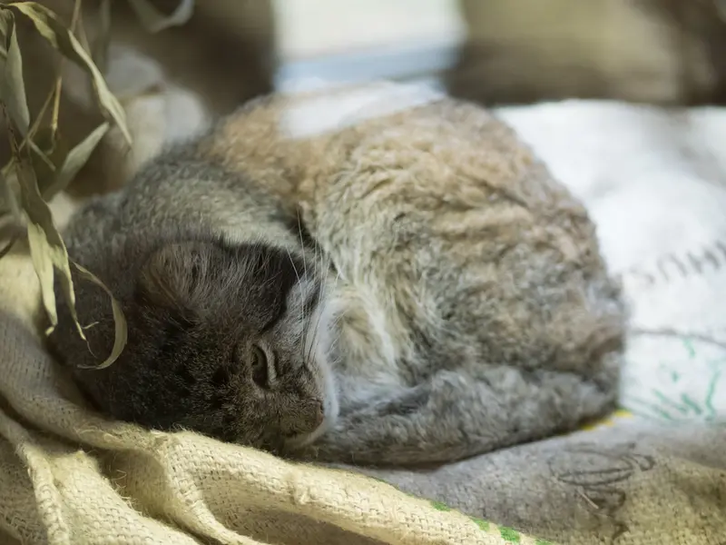A photograph of Klyon in Ueno Zoological Gardens